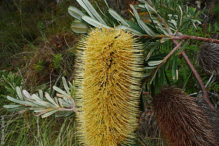 Banksia marginata fl Denzel Murfet Scott CP